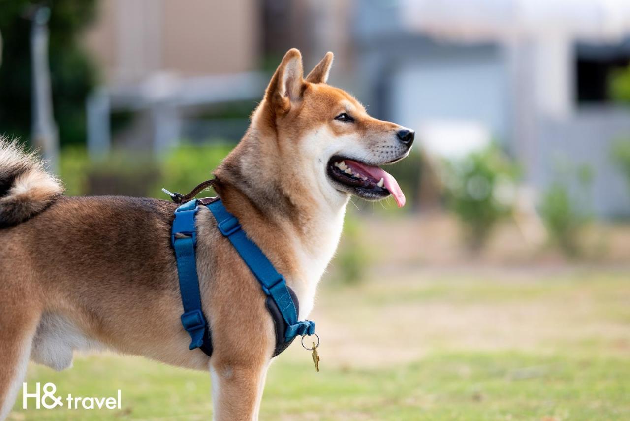 Taitung Rainbow Pet Friendly Maison Resort Екстериор снимка